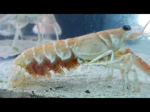 download lagu mp3 mp4 Langoustine Eggs, download lagu Langoustine Eggs gratis, unduh video klip Langoustine Eggs