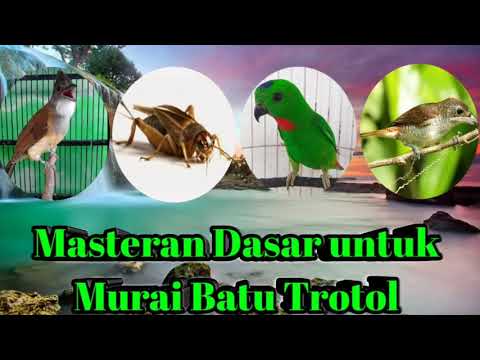 download lagu mp3 mp4 Suara Masteran Untuk Murai Trotol, download lagu Suara Masteran Untuk Murai Trotol gratis, unduh video klip Suara Masteran Untuk Murai Trotol