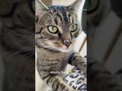 Terry 😸 #cat #terry #thecatterry #catlife #cute #batumi #georgia #kitten #cutecat