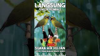 Download lagu Langsung Gacor Lagi Terapi Air Hujan Untuk Burung Macet mp3 Download lagu Langsung Gacor Lagi Terapi Air Hujan Untuk Burung Macet mp3