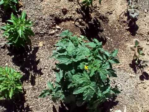 First View of the New Garden - May 8, 2009