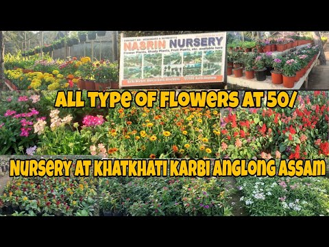 Nasrin Nursery At Khatkhati Karbi Anglong Assam | All Types Of Species & Season Flowers At 50/