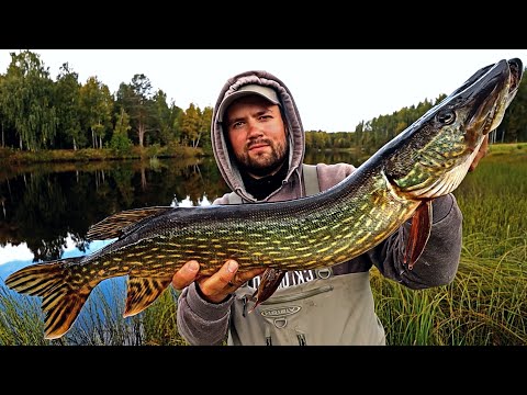 HAUKEA KIIMINKIJOELTA - ISOILLA UISTIMILLA ISOJA HAUKIA?