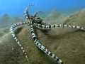 Mimic Octopus Changing Color, Shape and Behavior
