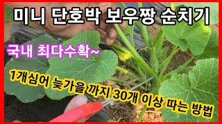 미니 단호박 순치기,적심~국내 최다수확 1개심어 늦가을까지 30개이상 수확가능 단호박 재배방법,단호박 순지르…