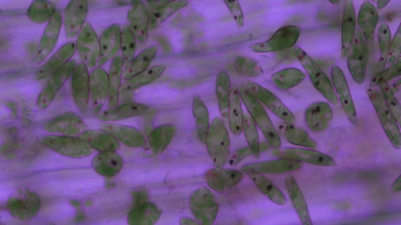 Plant cells and Euglena part 2