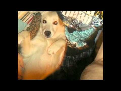 Atlas Sound - Healing Music: A Dog Named Apollo