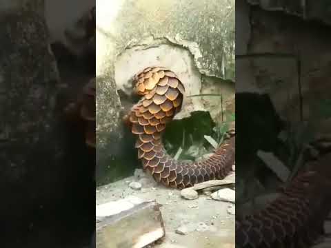 It's a pangolin.Why he destroys the wall no one knows. #fypシ #animals