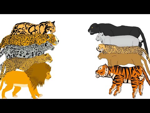 big cats tournament animation—all animation