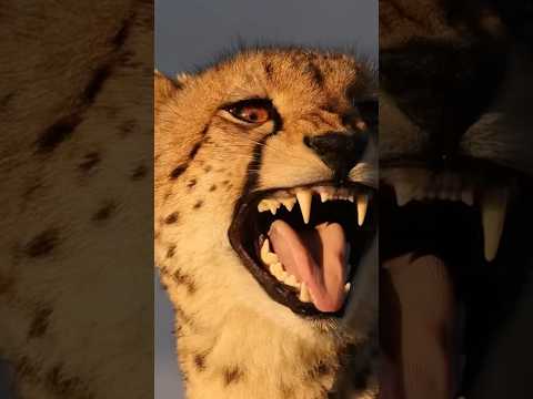 What does a cheetah sound like?