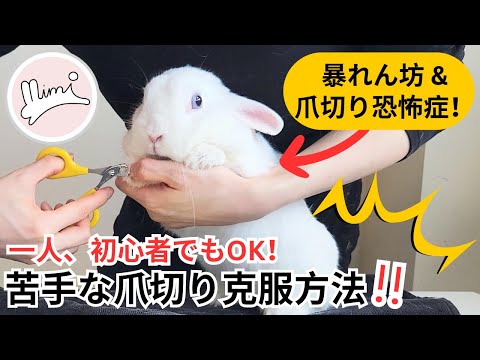 ウサギの爪の切り方