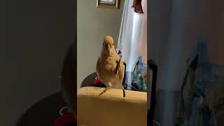 Goffin's Cockatoo Birds Videos