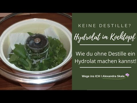 Fichtennadel-Hydrolat / Ohne Destille Selbermachen im Kochtopf