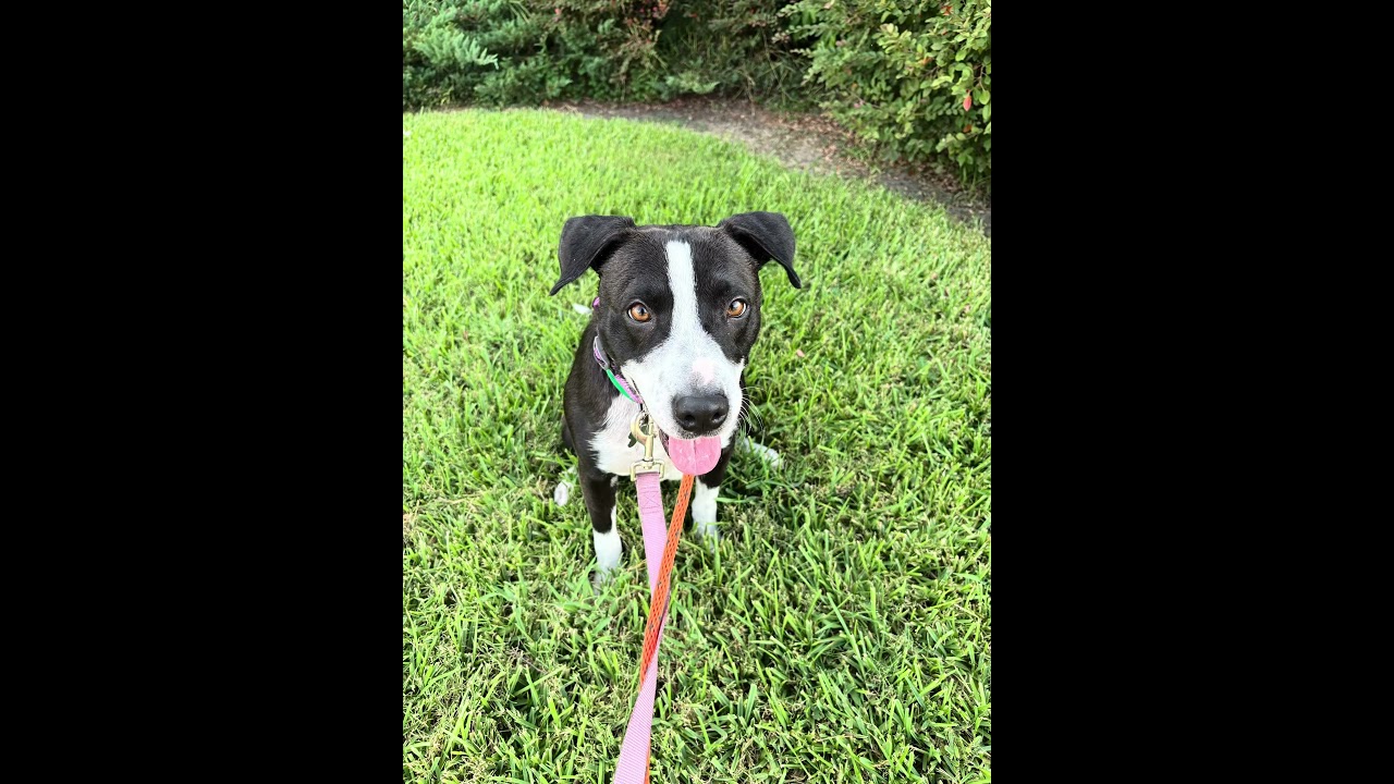 Enlarge Darla from the ditch, a ADOPTABLE mixed breed in Metairie, LA video 1/5