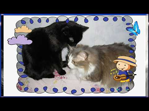 Мяфа с Мусей и ... бабочки/The PFI with her and ... butterflies