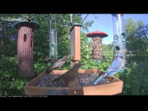 Blue Jays And Common Grackles Commandeer Cornell Feeders – July 15, 2019