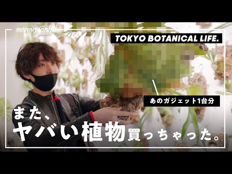 耐性のある植物 vs 干ばつ: 疥癬を選択する理由と庭でそれをうまく維持する方法  庭園