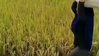 Download lagu Story Wa Cewek Cantik mp3 Download lagu Story Wa Cewek Cantik mp3