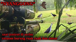 Download lagu NYANGGONG 🔴WHILE JONTROT IS ASSAULTED BY HUNDREDS OF RUAK RUAK AND SINTAR BIRDS mp3