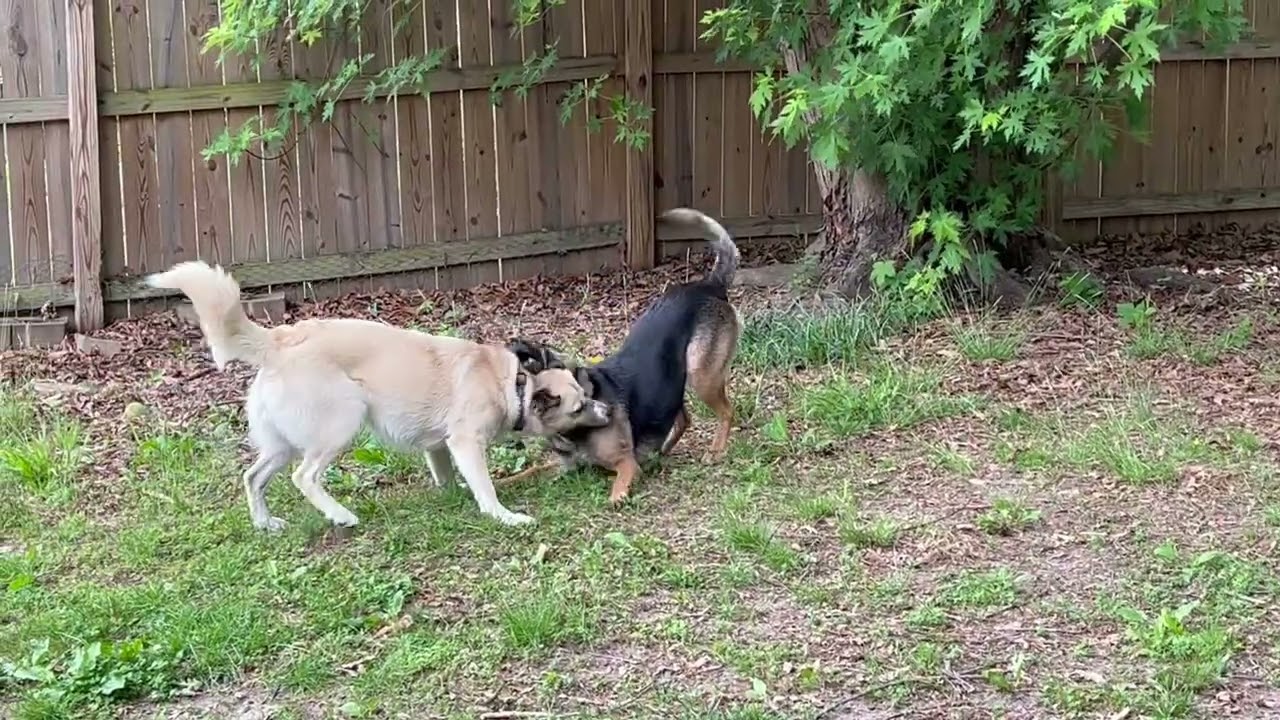 Enlarge Maddie, a Adoptable mixed breed in Alexandria, VA video 6/6