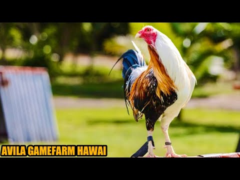 Beautiful Bird Sweater red Albany And White Kelso | AVILAGANEFARM HAWAI
