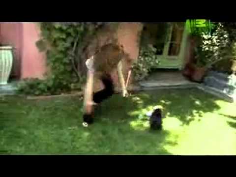 Pet4you.gr: Dogs Boston Terrier - Μπόστον Τεριέ