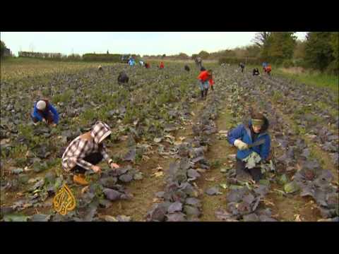 UK activists look to use wasted food