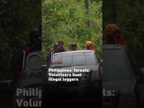 Philippines’ forests: Volunteers hunt illegal loggers | 101 East #shorts