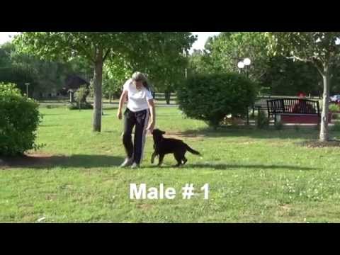 Dornheimer Land   Lehrbacher Schloẞ 051314