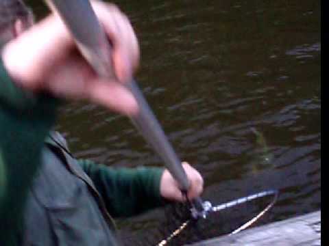 Korkeakoski - Lohi 13,5kg