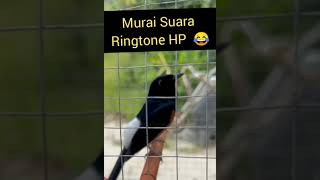 Download lagu Murai Suara Ringtone Hp #muraibatu #muraibatuisian #fypシ #fypviral #viralvideo #masteranmuraibatu mp3