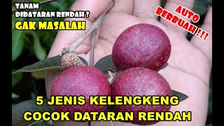 Download lagu 5 JENIS KELENGKENG YANG COCOK TUMBUH DI DATARAN RENDAH & REKOMENDED UNTUK PEMULA I RAWA TANI mp3 Download lagu 5 JENIS KELENGKENG YANG COCOK TUMBUH DI DATARAN RENDAH & REKOMENDED UNTUK PEMULA I RAWA TANI mp3