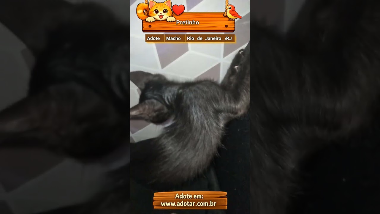 Gato raça SRD-ViraLata idade 2 a 6 meses nome Pretinho