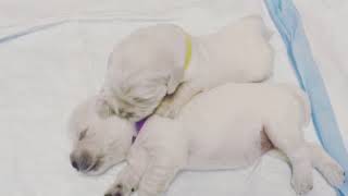 Video preview image #5 Golden Retriever Puppy For Sale in CORONA, CA, USA