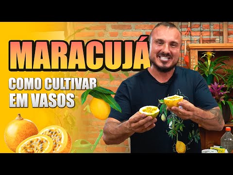 How to grow passion fruit | Unveiling the secrets, curiosities and much more!