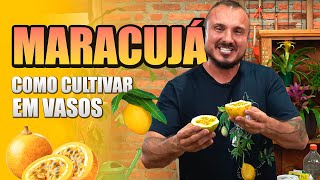 How to grow passion fruit | Unveiling the secrets, curiosities and much more!