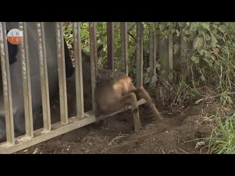 Feuerwehr befreit Rehkitz (LHTV, Tierrettung, Langenhagen)