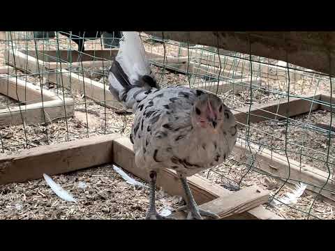 2020....Splash Mug Pullet