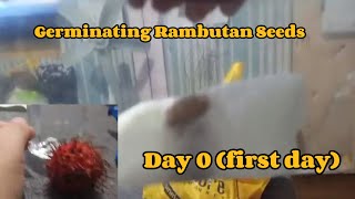 Day 0 of growing Rambutan Seeds (Germination)