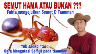 Download lagu Ilmu daging!! Kupas tuntas Mengatasi Semut pada Tanaman mp3