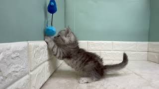 サイベリアンの動画01