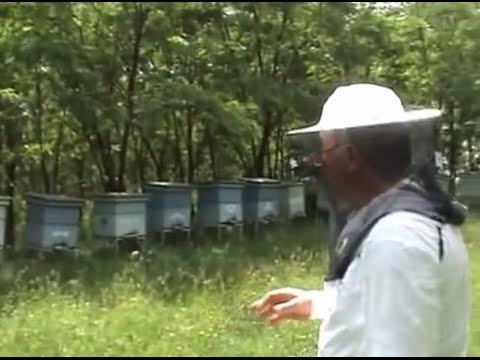 , title : '2010 Lucrari de vara la stupina Sfaturi utile apicultori Apicultura pentru incepatori'