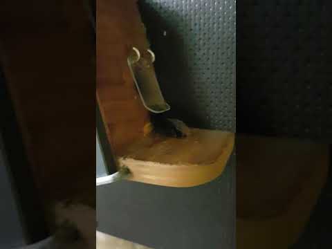 Hummel lernt das öffnen der Hummelklappe