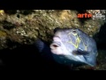 Clip 1 (EN)