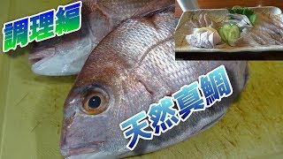 天然真鯛を刺身としゃぶしゃぶにして食べてみた！調理編【美味すぎ】