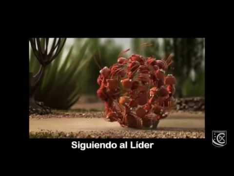 J-11 C.D. VEGUELLINA C.F. (MOTIVACION)