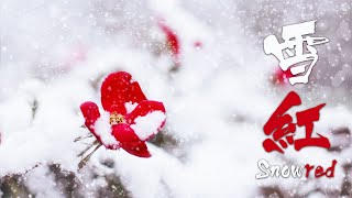 雪紅 -Snowred- (설홍) by Plum / 아련하고 웅장한 동양풍 오케스트라곡