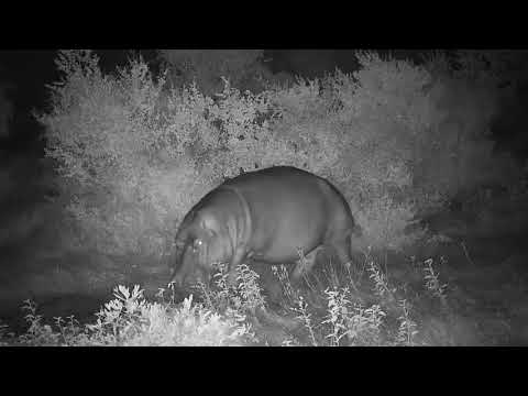 Djuma: Hippo returns to the dam - 00:16 - 02/13/21