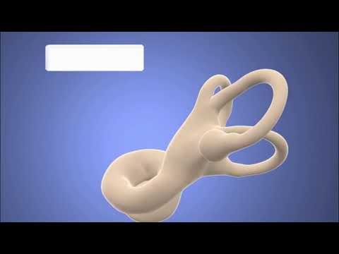 BALANCE & EAR DEFECTS : GRADE 12 LIFE SCIENCES | THUNDEREDUC | M.SAIDI.