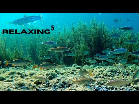 Relaxing⁵ Ep. 14 - Fishes of the Olympia Regatta facility (munich)